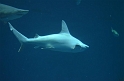 Kids_SeaWorldSA-2013 (111)